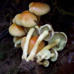 Sulphur Tuft thumbnail 2