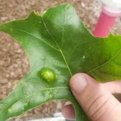 Oak Leaf Blister thumbnail 4