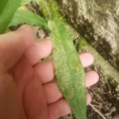 Liriomyza eupatorii thumbnail 3