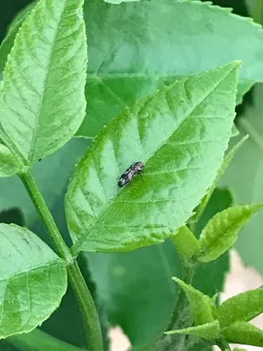 Native Ash Borer