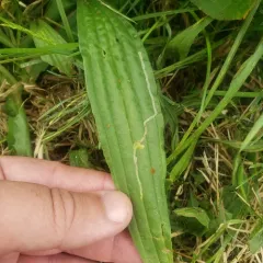 Phytomyza plantaginis thumbnail 3
