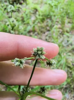 Georgia Bulrush thumbnail 2