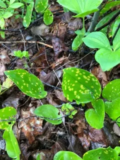 Uromyces halstedii thumbnail 2