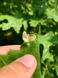 Rusty Oak Leafminer thumbnail 1