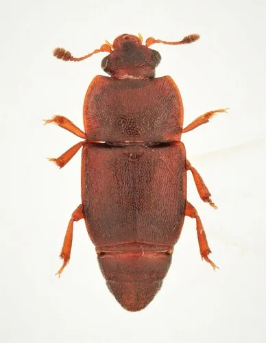 Carpophilus corticinus
