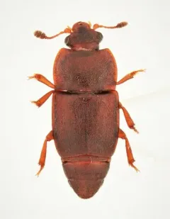 Carpophilus corticinus thumbnail 1