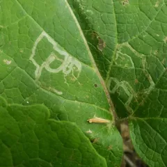 Burdock Leafminer thumbnail 3