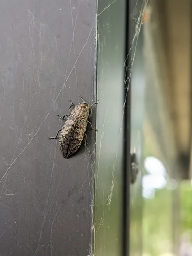 Poecilonota thureura