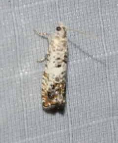 Epinotia rectiplicana thumbnail 4