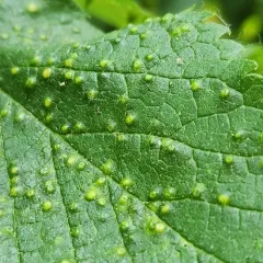 Hackberry Blister Gall Psyllid thumbnail 3