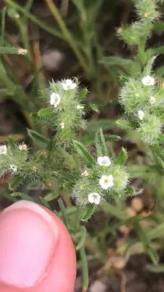 Little Cryptantha thumbnail 2