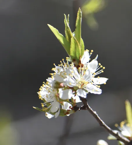 Creek plum