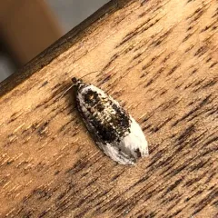 Off-white Hedya Moth thumbnail 1