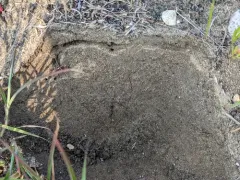 High Noon Ant thumbnail 4