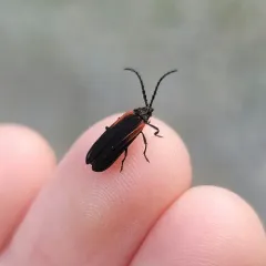 Greenarus thoracicus thumbnail 4