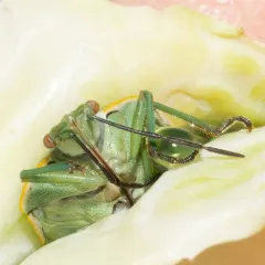 Conchuela Bug thumbnail 2