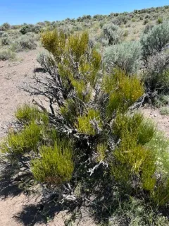 Green Ephedra thumbnail 2