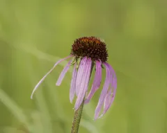 wavyleaf purple coneflower thumbnail 3