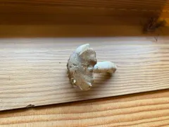 Tricholoma argyraceum thumbnail 3