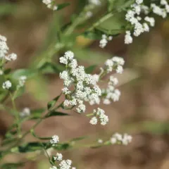 broadleaved pepperweed thumbnail 2