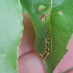 Apple Flea Weevil thumbnail 2