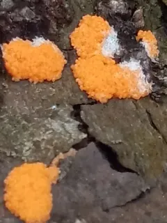 Tubifera montana thumbnail 1
