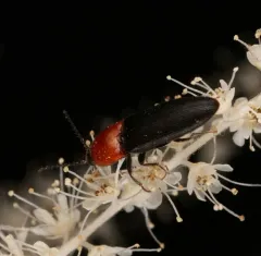 red-collared click beetle thumbnail 3