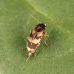 Pubescent Tumbling Flower Beetle thumbnail 2