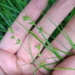 two-seeded sedge thumbnail 3
