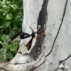 Black Giant Ichneumonid Wasp thumbnail 1