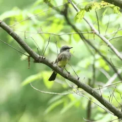 Cassin's Kingbird thumbnail 2