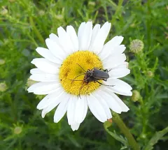 Double-lined Longhorn Beetle thumbnail 4