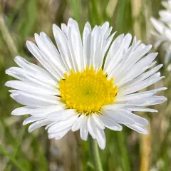 Caespitose Fleabane thumbnail 1
