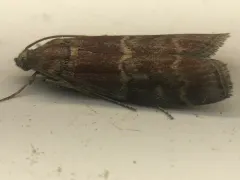 Root Collar Borer Moth thumbnail 4