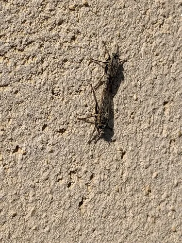 Lasiopogon quadrivittatus