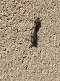 Lasiopogon quadrivittatus thumbnail 1