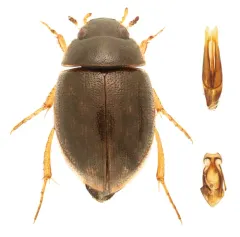 Laccobius spangleri thumbnail 3