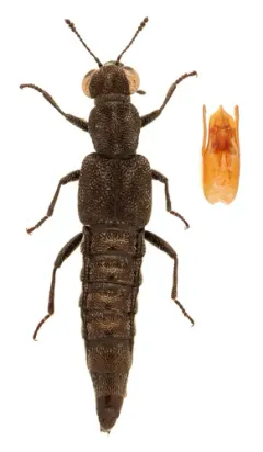 Stenus egenus thumbnail 2
