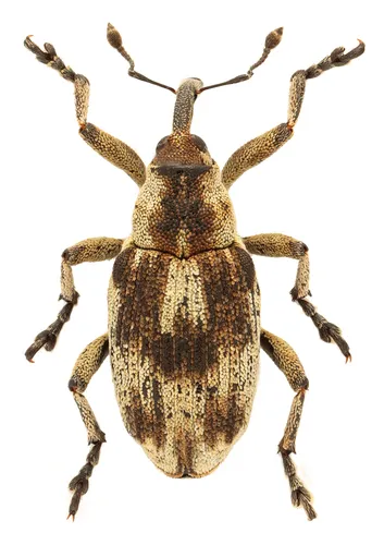 Poophagus sisymbrii