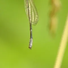 Slender Bluet thumbnail 3