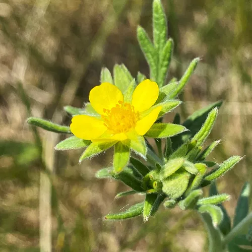 prairie cinquefoil