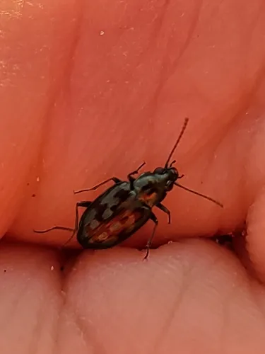 Bembidion zephyrum