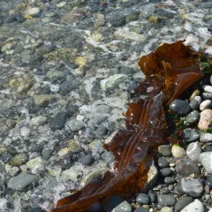 Three-ribbed kelp thumbnail 1