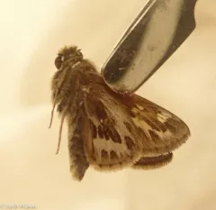 Cobweb Skipper thumbnail 2