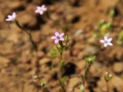 Alva Day's Pincushionplant thumbnail 3