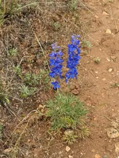 Plains Larkspur thumbnail 4