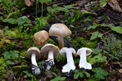 honey webcap thumbnail 3