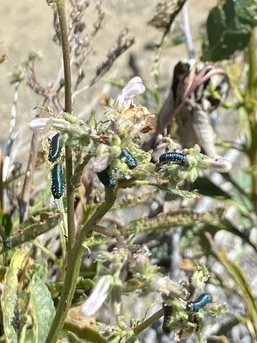 Trirhabda diducta