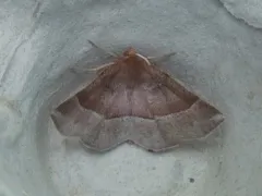 Metarranthis pilosaria thumbnail 2