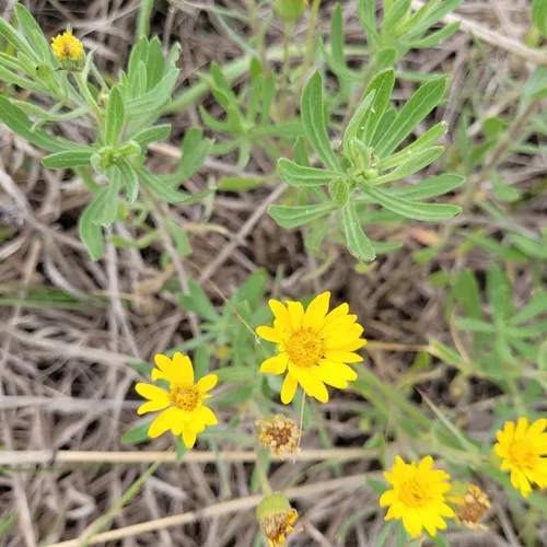 lemonyellow false goldenaster